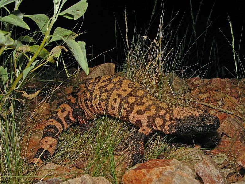 A Reticulate Gila Monster (Heloderma suspectum suspectum).