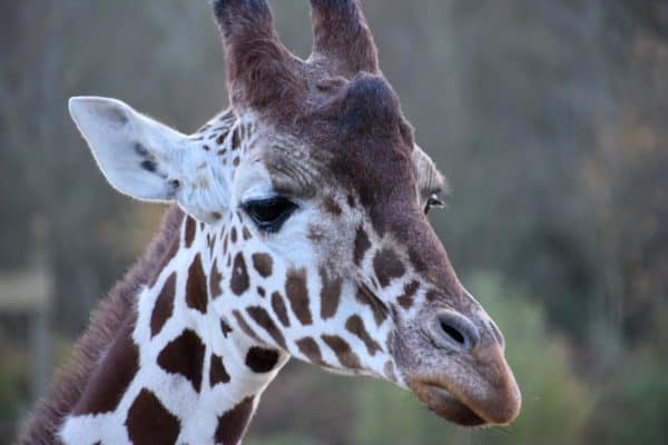 A close-up of a Giraffe (Giraffa Camelopardalis) at Colchester Zoo, UK.