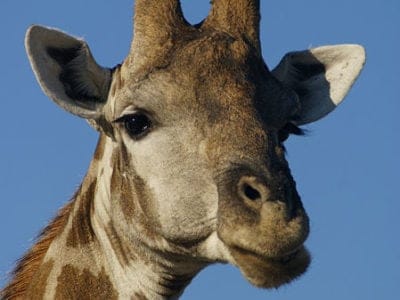 A Giraffa camelopardalis