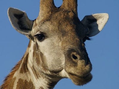 Giraffe Picture