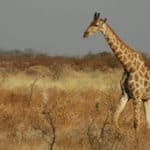 A bull Southern Savannah Giraffe in the Etosha National Park, Namibia