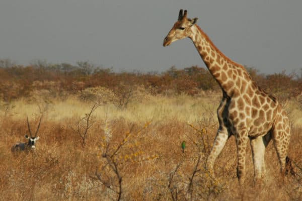 A bull Southern Savannah Giraffe in the Etosha National Park, Namibia