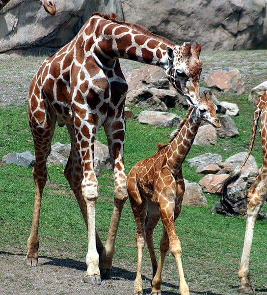 Giraffe Animal Facts | Giraffa camelopardalis - AZ Animals