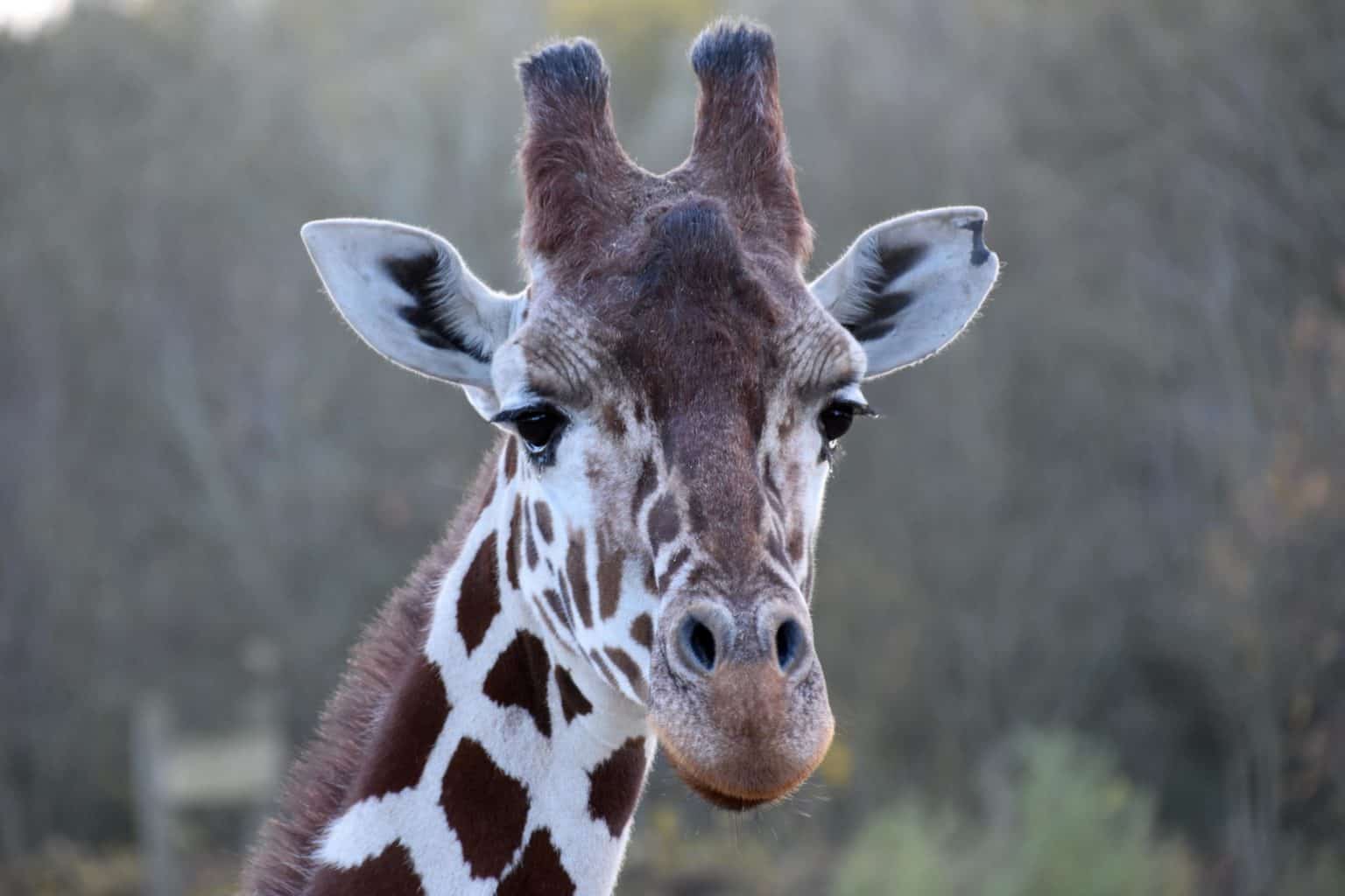 Giraffe Quiz: Test What You Know! - A-Z Animals