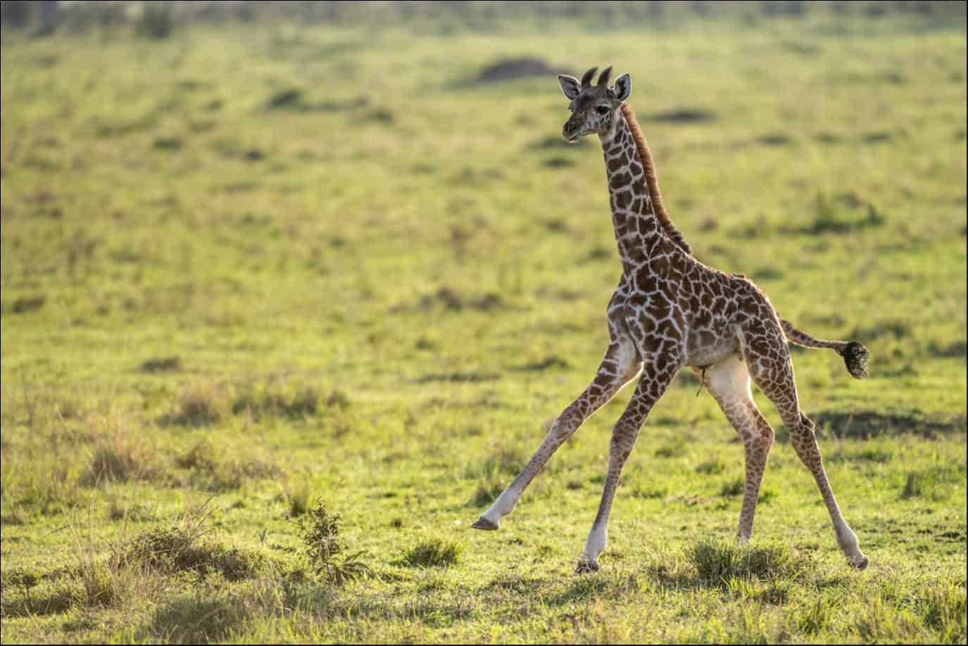 giraffes kicking