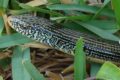 Glass Lizard (ophisaurus) 