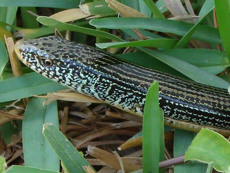 Glass Lizard under leaves