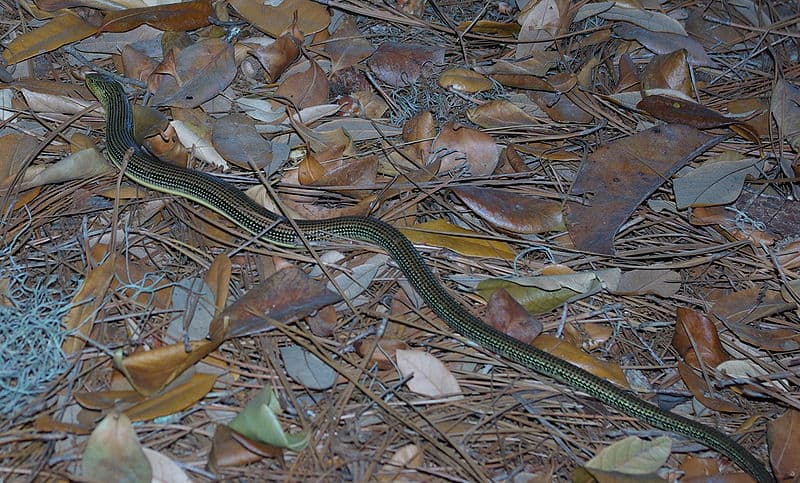 Glass Lizard on the ground