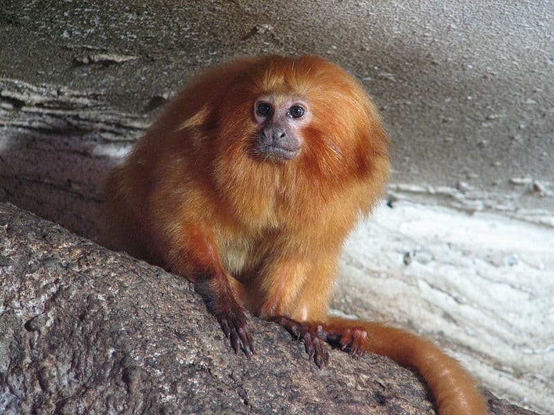 Golden Lion Tamarin Animal Facts  Leontopithecus rosalia - A-Z Animals