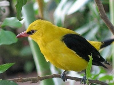 A Golden Oriole