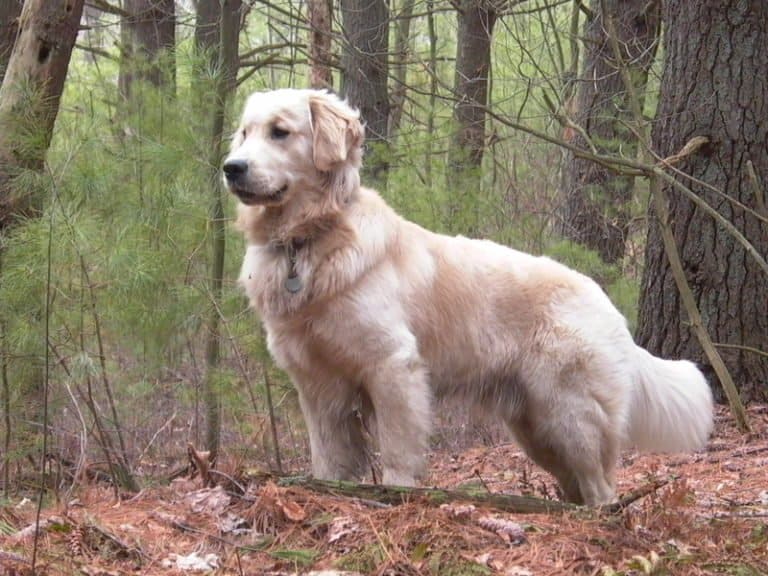 Adult golden retriever dog standing alert in the woods