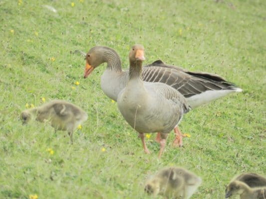 10 Fascinating Facts About Geese - A-Z Animals