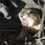 Pocket gophers