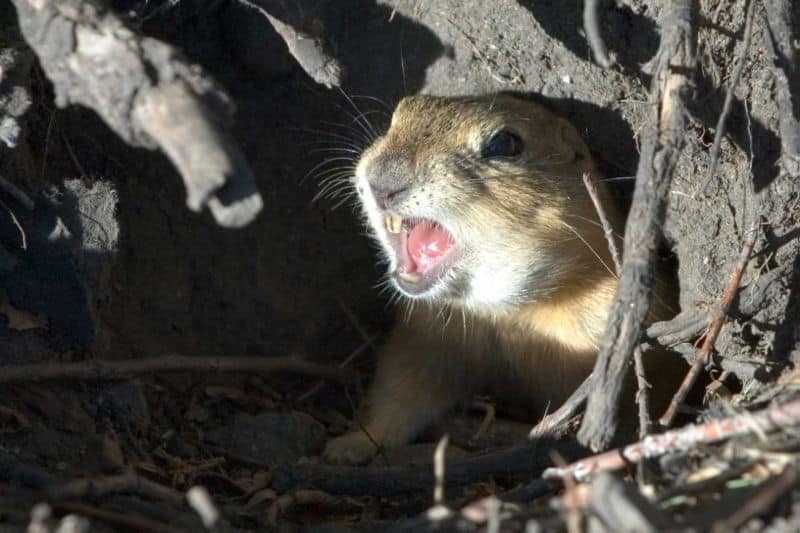 Gopher in his tunnel