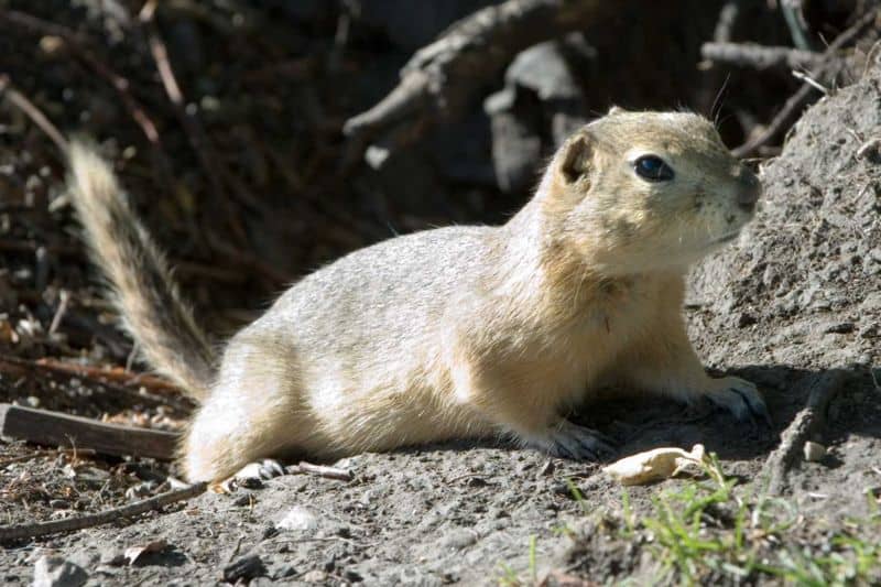 Gopher in front of its tunnel