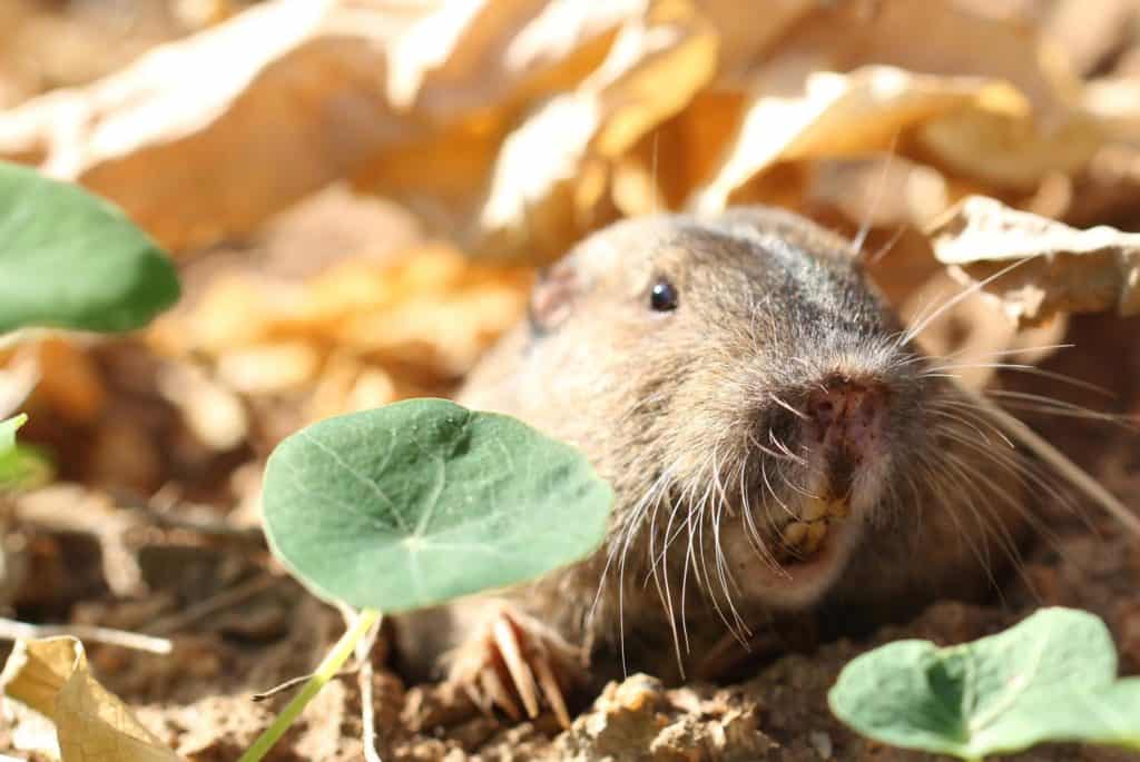 A Gopher dragging leaves into it's burrow.