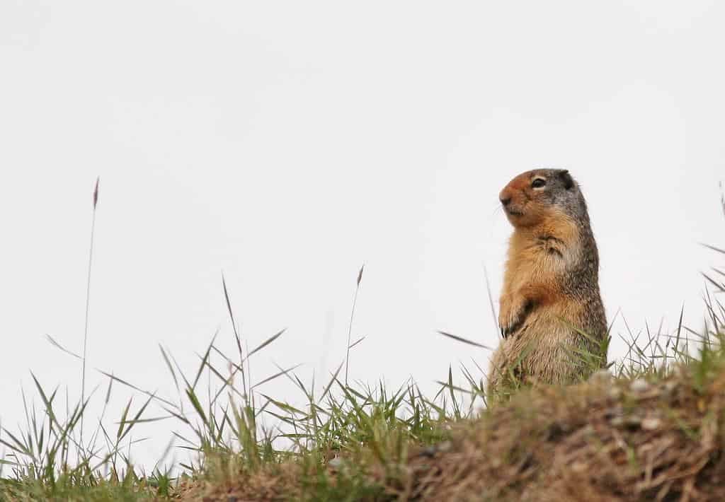 groundhog vs gopher