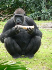 What Do Apes eat? 9 Top Foods in their Diet Picture