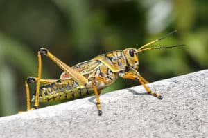 Grasshopper Lifespan: How Long Do Grasshoppers Live? Picture