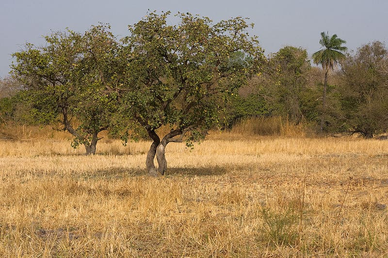 grasslands plants