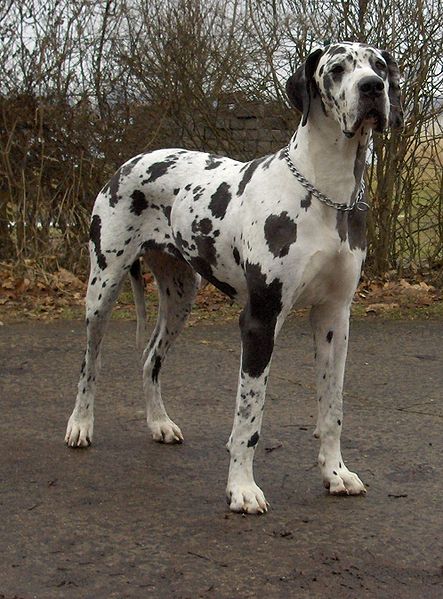 is a great dane a good pet