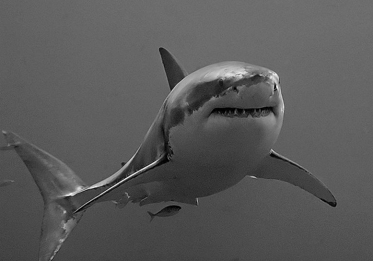 Taken at Isla Guadalupe, Mexico, August 2006. Shot with Nikon D70s in Ikelite housing, in natural light, approx 25fsw. Animal estimated at 11-12 feet in length, age unknown.