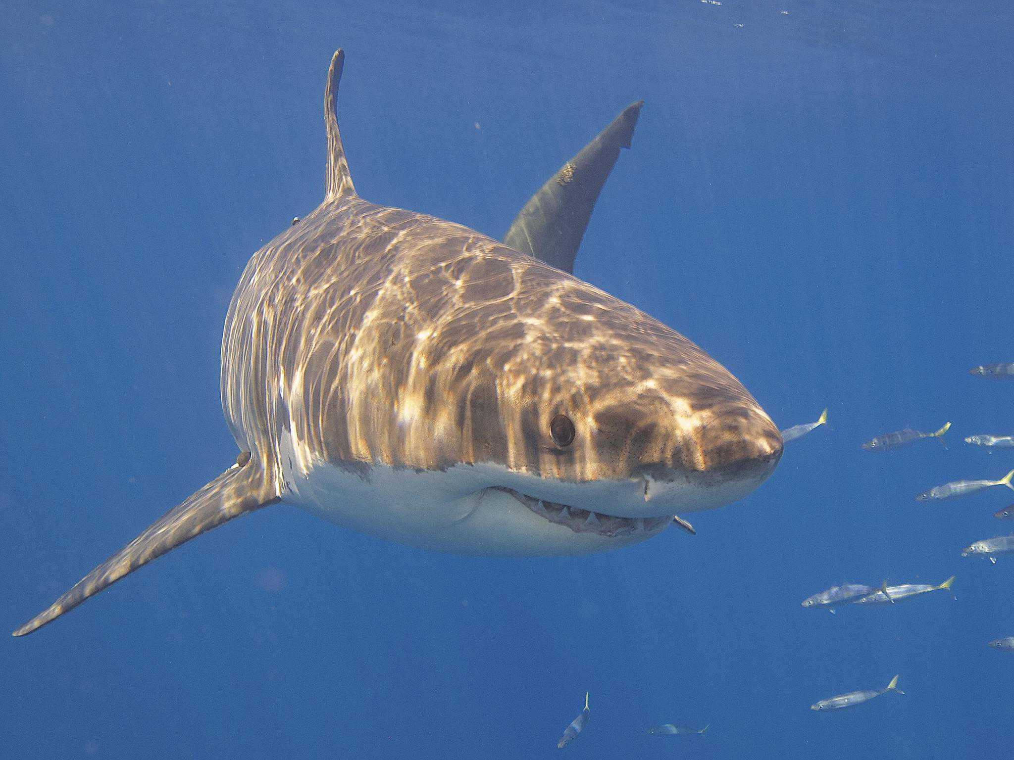 Great White Shark Fish Facts Carcharodon Carcharias AZ Animals Great White Shark Fish Facts Carcharodon Carcharias AZ Animals