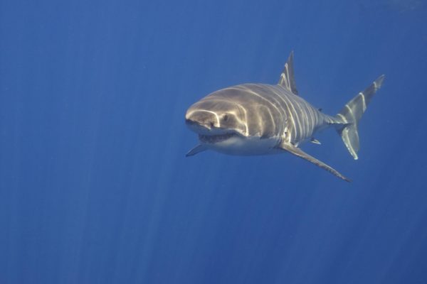 A Great White Shark swimming off the coast of Mexico.