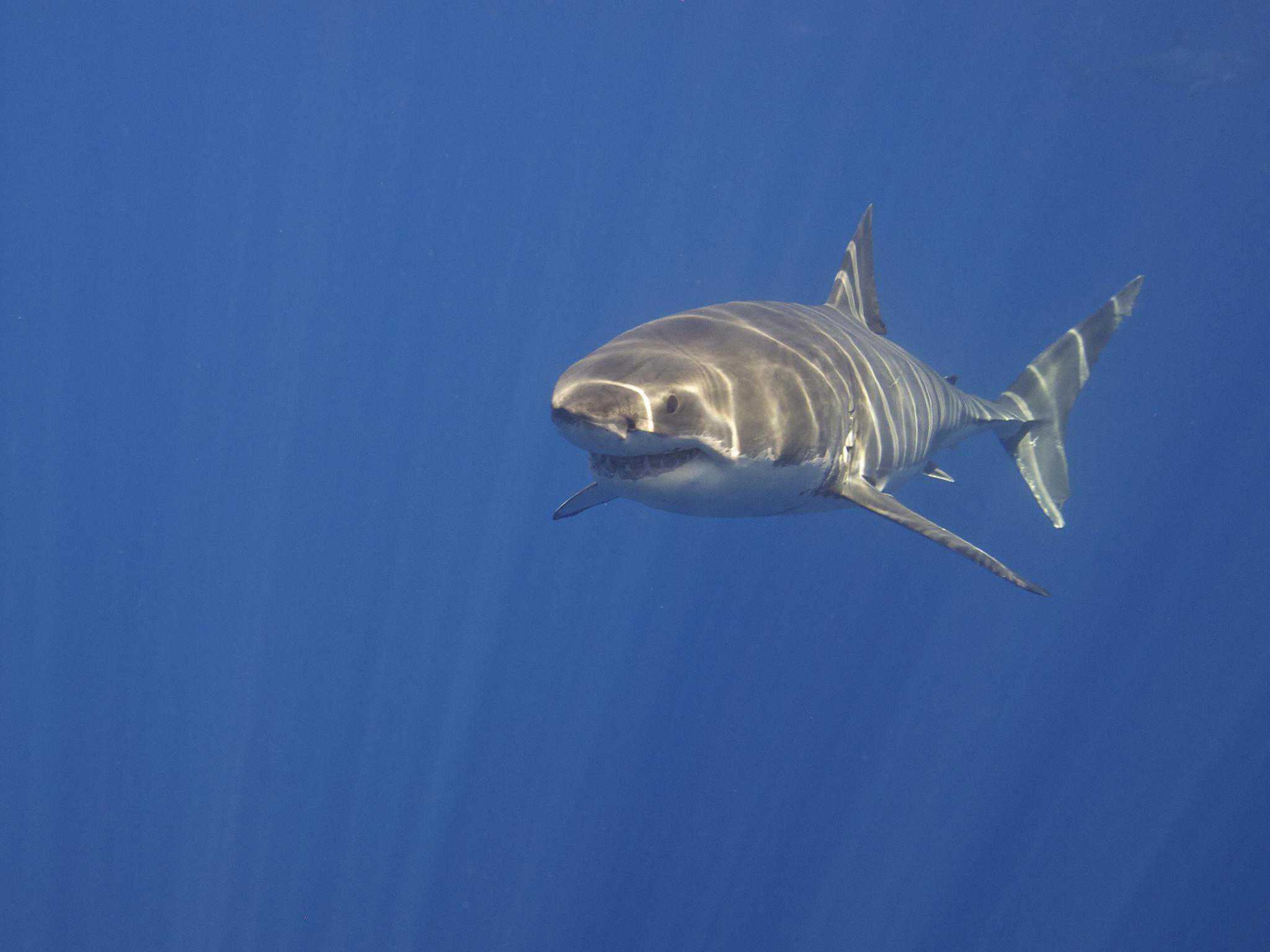 10 Incredible Great White Shark Facts - Wiki Point
