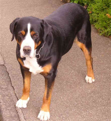 Greater Swiss Mountain Dog Breed Complete Guide A Z Animals