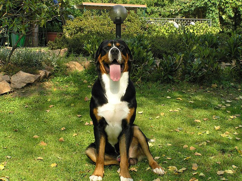 greater swiss mountain dog stuffed animal