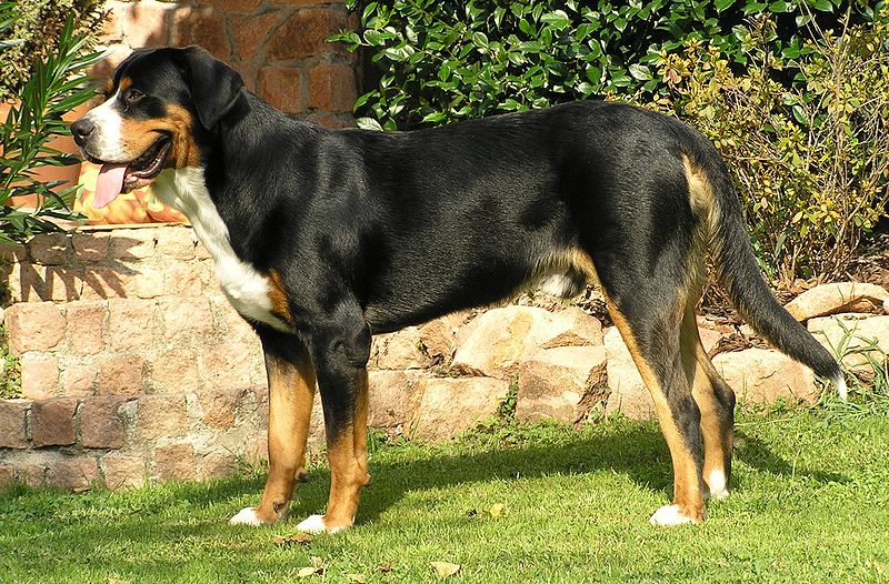 Greater swiss mountain dog hot sale hypoallergenic