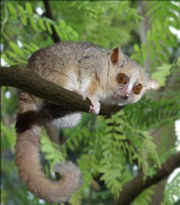 Grey Mouse Lemur among some ferns