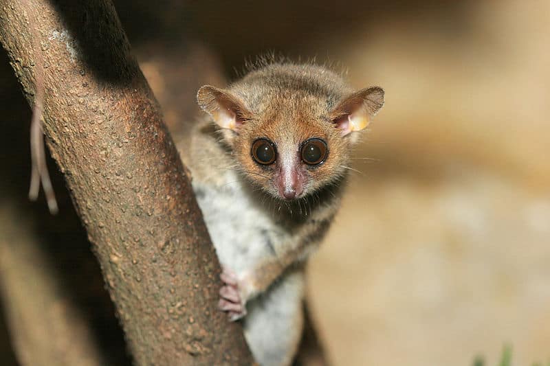 Grey Mouse Lemur sitting in a tree