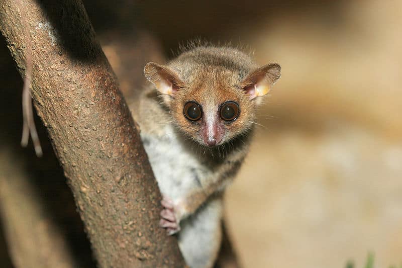 Grey Mouse Lemur Animal Facts Microcebus Murinus Az Animals