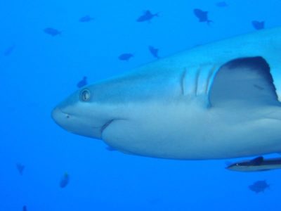 A Grey Reef Shark