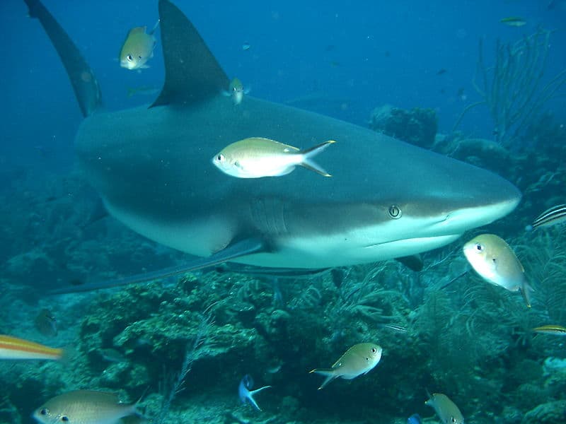 Grey Reef Shark