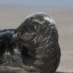 Grey seal