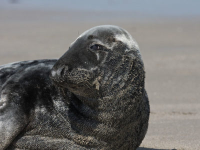 Grey Seal Picture