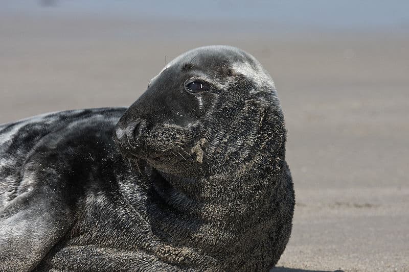 Grey Seal Animal Facts | Halichoerus Grypus - AZ Animals