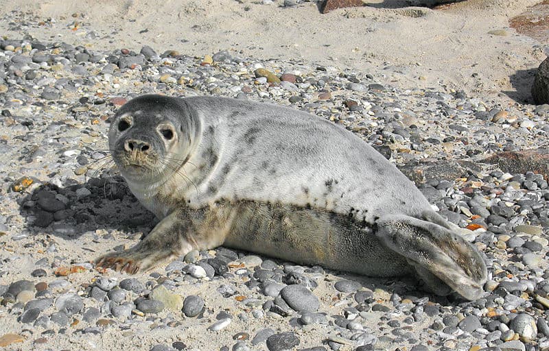 grey seals are one of the largest mammals in Massachusetts