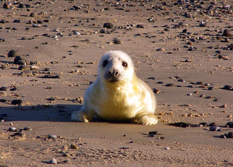 Grey Seal Baby (Halichoerus Grypus)