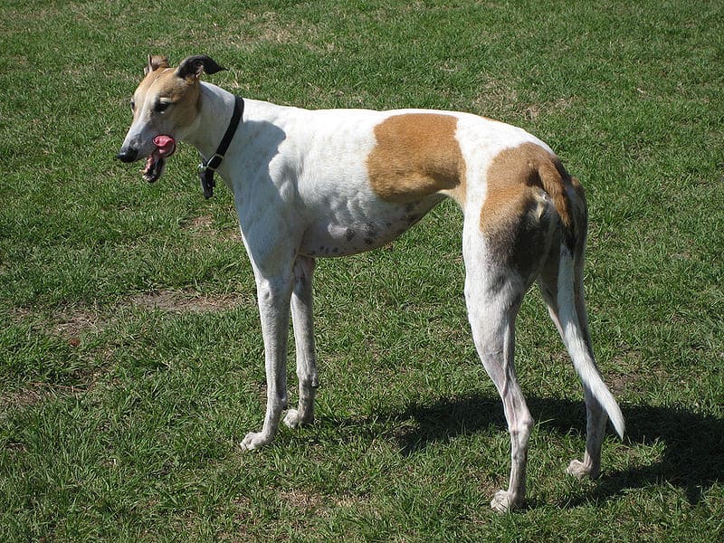 whippet vs greyhound