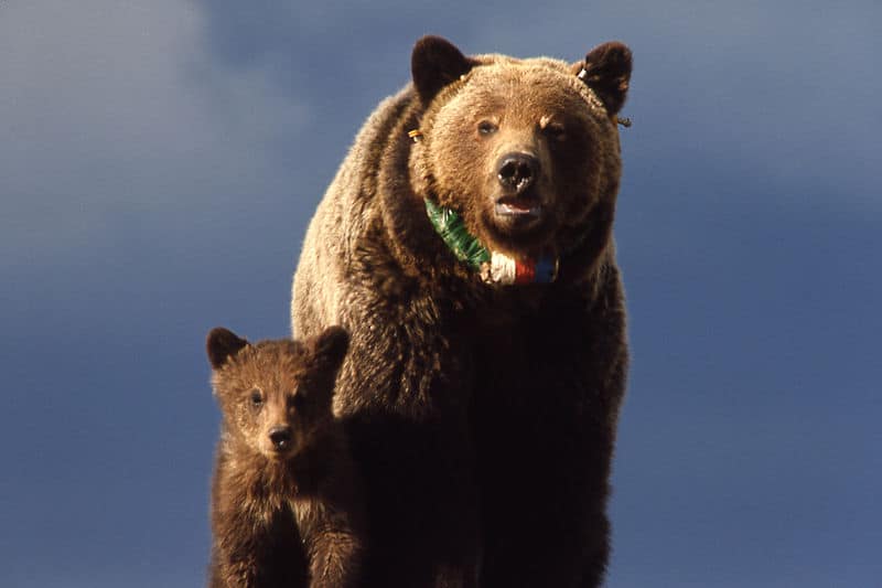 Grizzly Bear Animal Facts | Ursus Arctos Horriblis - AZ Animals