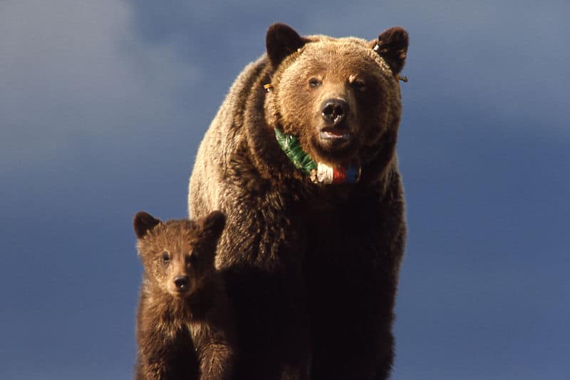 BBC Earth - Mama bear 🐻 ⁣ The term mama bear doesn't come from nowhere.  Solitary animals, grizzly bears (Ursus arctos horribilis) are not usually  seen living close together, but do so