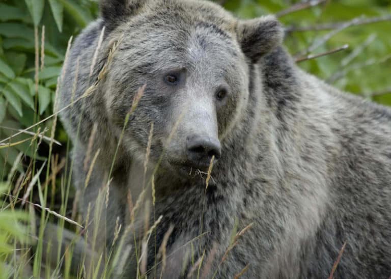 Grizzly Bear in grass