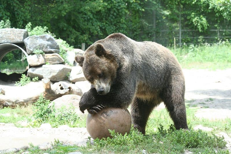 Grizzly Bear resting