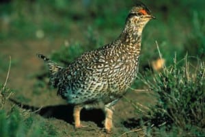 Quail Vs. Grouse: What Are 8 Key Differences? Picture