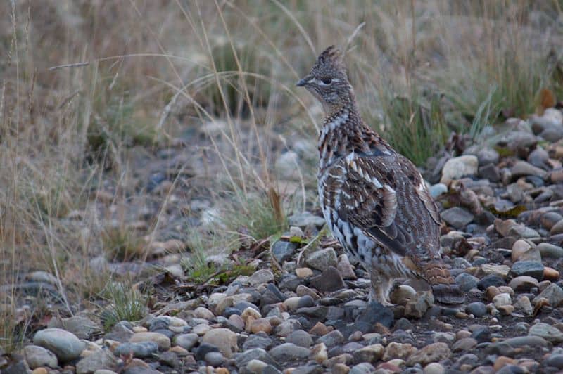 Grouse vs Pheasant