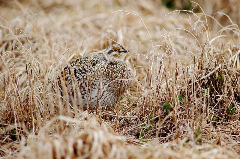 Grouse vs Pheasant